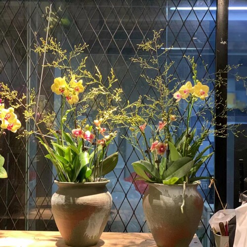 文心兰盆栽带花苞香水味梦香兰花苗浓香花卉水培植U物办公室内鲜