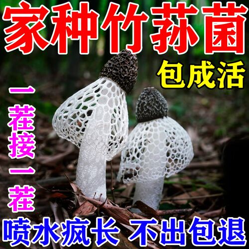 竹荪菌种菌菇种植包懒人栽培菌菇食用种植包阳台家庭装.蘑菇可食