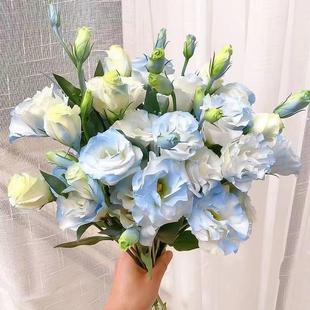 云南鲜花洋桔梗水养家用送闺蜜男友节日基地鲜花直发碎冰蓝厂
