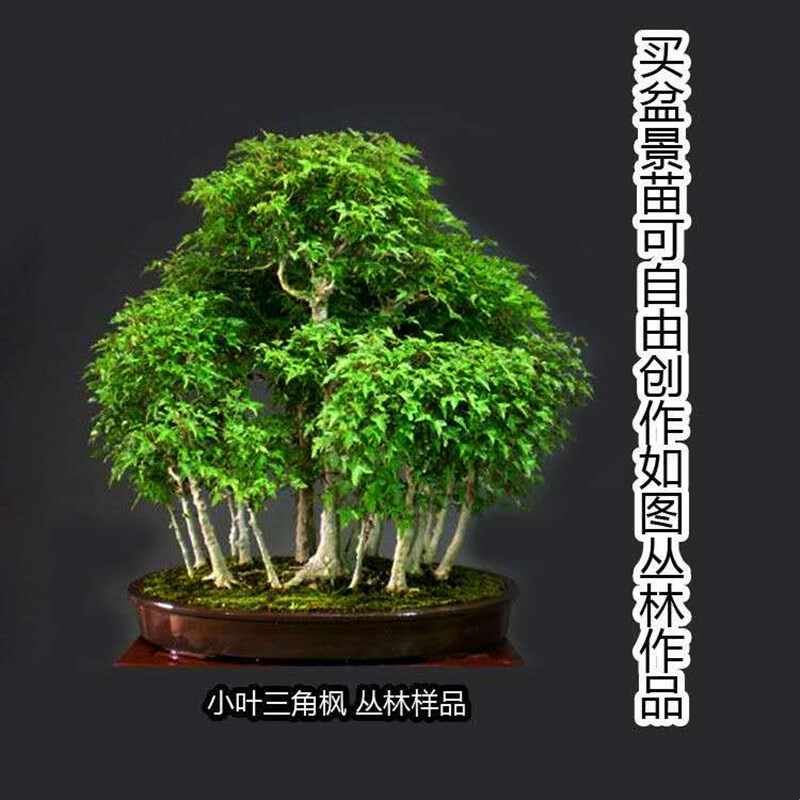 小叶三角红枫唐枫盆景组合盆栽成品丛林创意制作树苗室内绿植好养图片