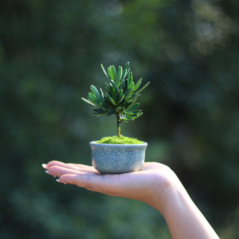 新品海岛菊花罗汉松盆景客厅办公室桌面绿植微型摆件迷你盆栽室内