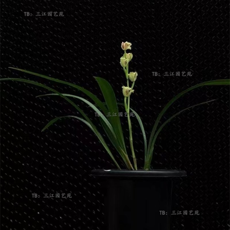 四季兰建兰彩云追月紫凝仙山红满堂红秋雪室内客厅浓香兰花名贵花