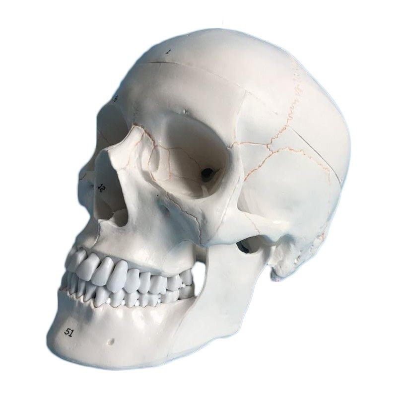 教学仿真1:1自然大头颅骨标本数字标识解剖仿真骷髅标准头骨模型