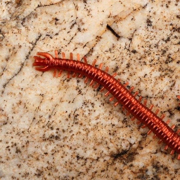 20Pcs Earthworm Bait 20Pcs Earthworm Bait Soft Realistic