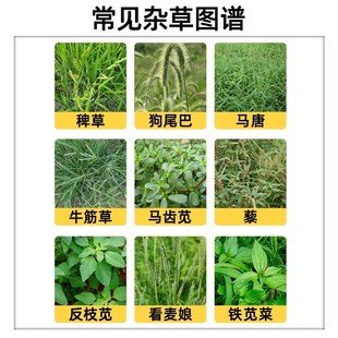 玉米地除草专用烂根剂一扫光不伤玉米锄草药除根烂根一扫光专用剂