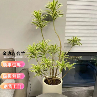 金边百合竹真绿植客厅简约风落地造型盆景室内旺宅植物一物一拍