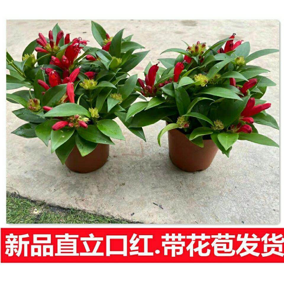 新品新品直立口红花吊兰花凤凰还巢四季开花带花苞发货好养的花卉