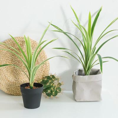 极速。Special simulation green plant Phnom Penh orchid leaf