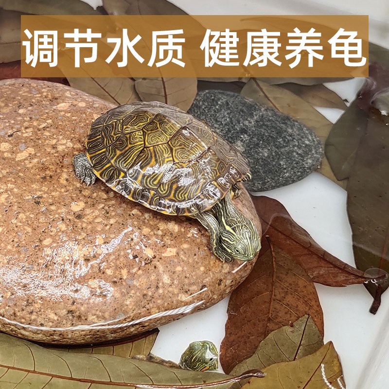 好货乌龟龙眼叶预防腐皮烂甲养乌龟用品改善水质龟缸原生缸造景树