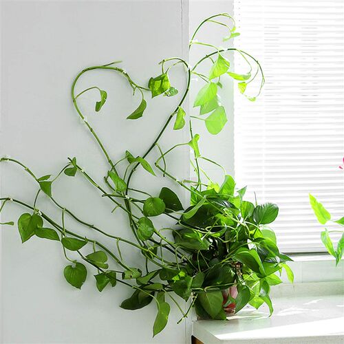 极速20/50PCS Invisible Plant Climbing Wall Vine Fixture Clip