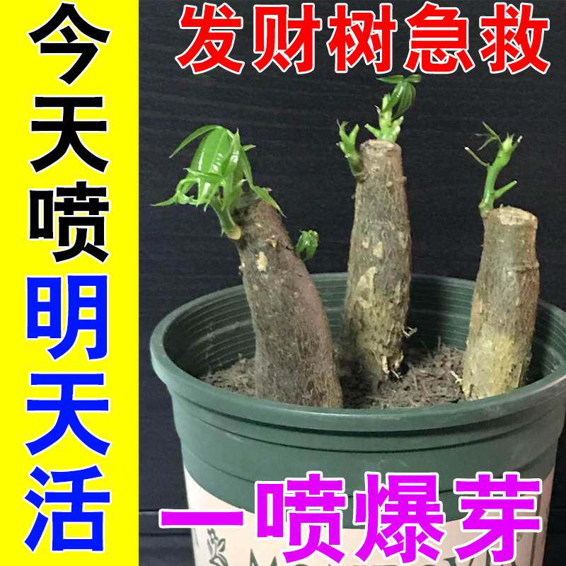 极速发财树肥料专用肥盆栽多肉室内植物叶子发黄的营养液水培生根