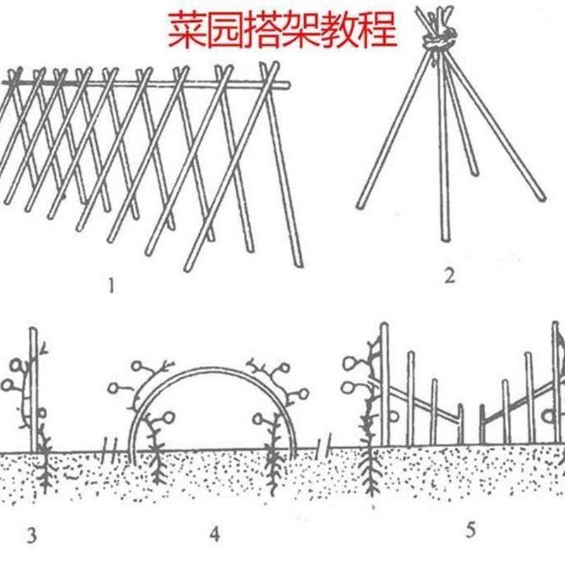 极速竹竿菜园搭架豆角黄瓜番茄爬藤架园庭院家用架子竹子杆装修