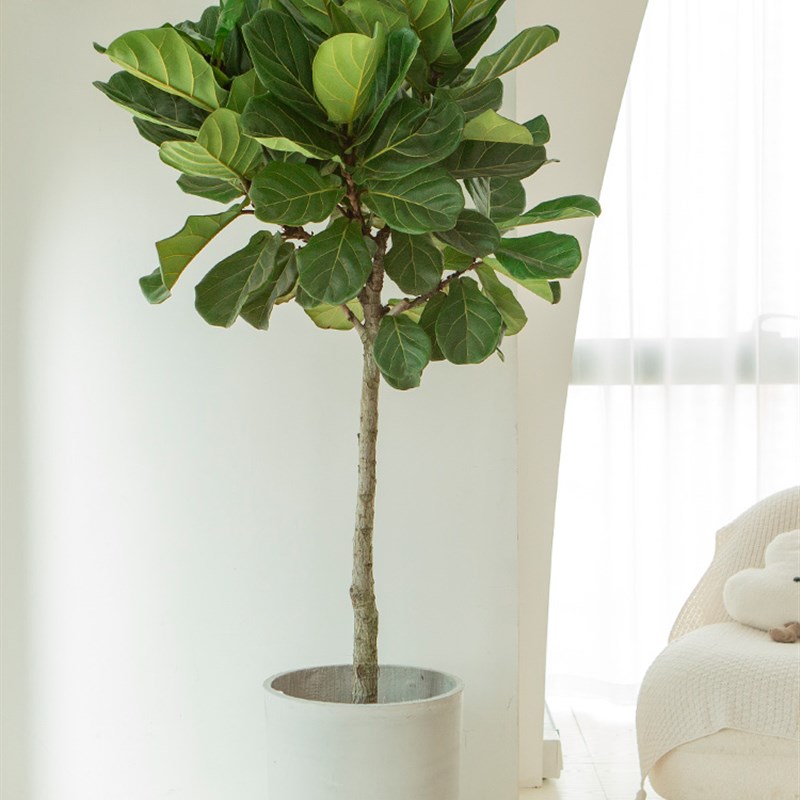 琴叶榕绿植大型室内棒棒糖老桩造型网红客厅大盆栽落地诧寂风植物