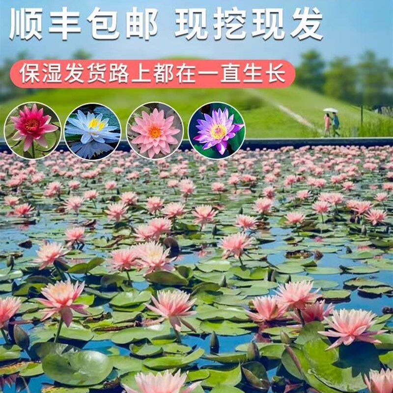 极速睡莲水培植物四季带花水池塘莲花根块水养花卉盆栽碗莲花根茎