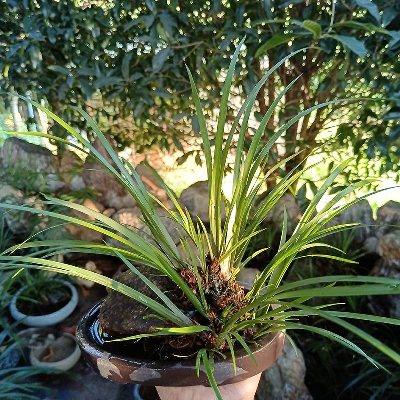 好货附石菖蒲水培植物微景观绿植龙根附石盆景昌蒲草水生缸龟缸造