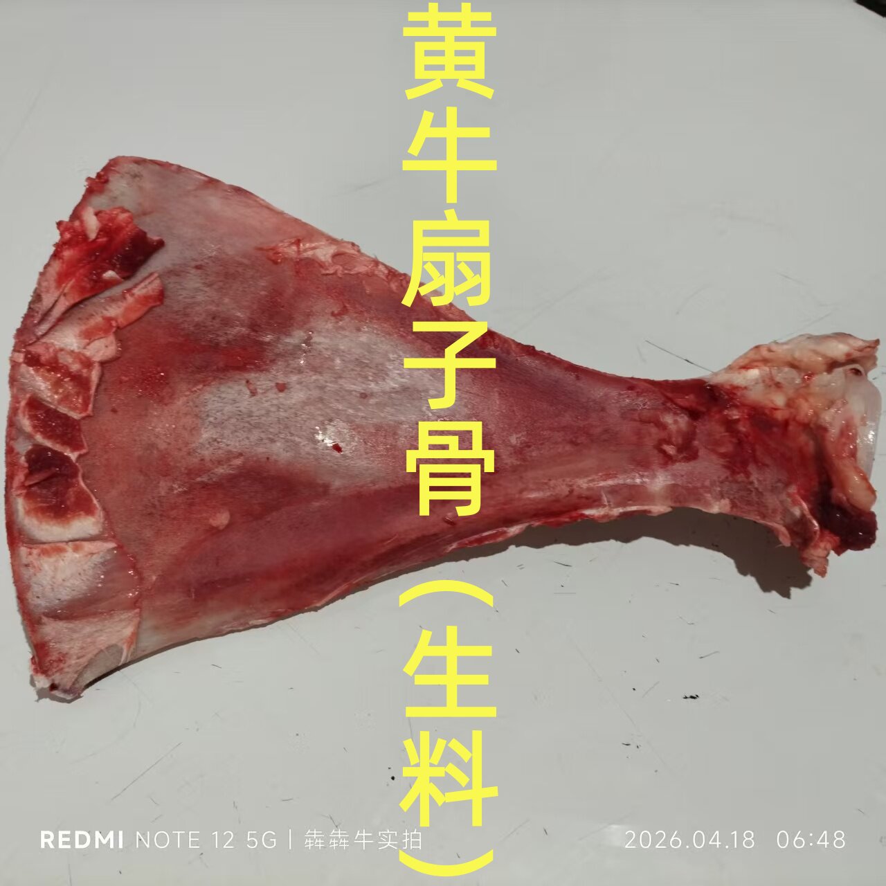 牛扇子骨宠物磨牙牛胯骨牛骨