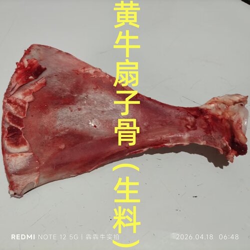 牛扇子骨宠物磨牙牛胯骨牛骨