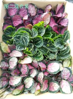 广州基地块钱竹芋混合装净化空气观赏植物小盆栽花卉