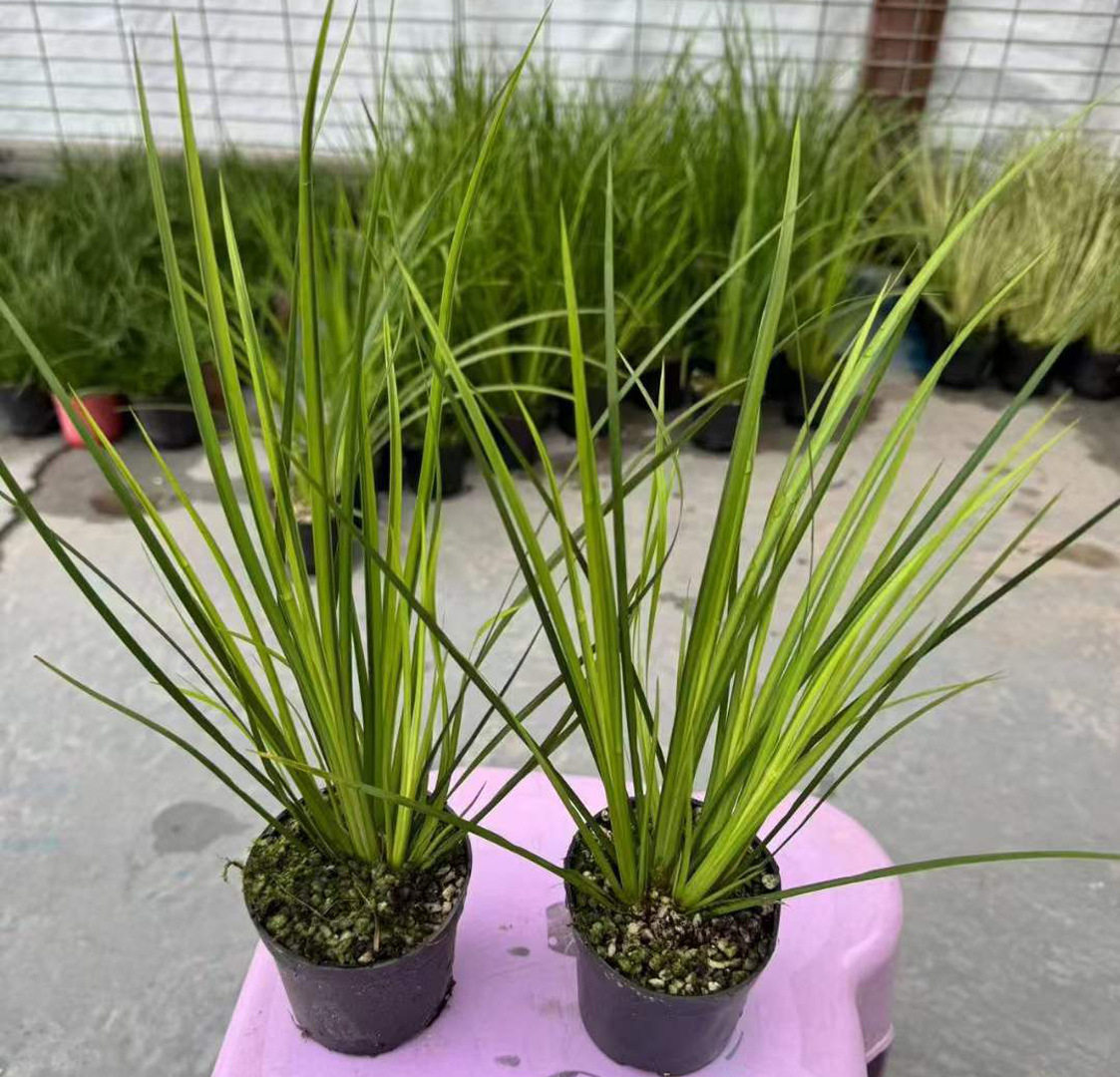 【基地直供】水陆缸植物小盆栽花卉植物盆景菖蒲80胧月菖蒲