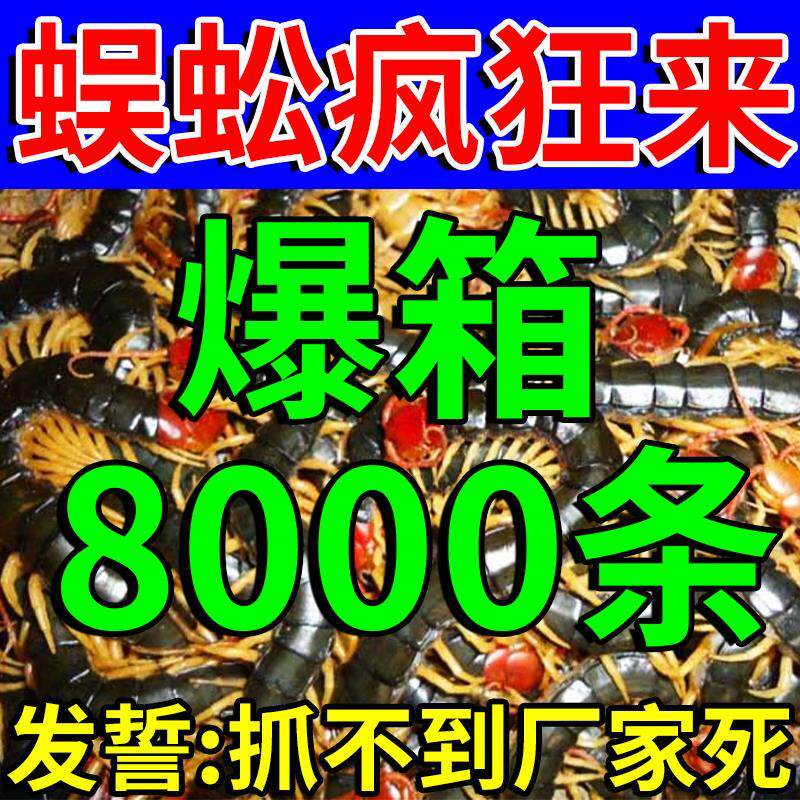 【当晚来蜈蚣】抓蜈蚣神器户外活虫诱捕捉专用诱食粉剂诱蜈蚣小药