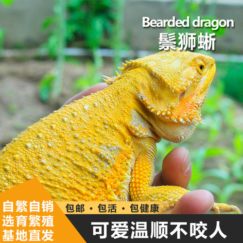 鬃狮蜥蜴幼体柑橘红系超白zero黑红鬃狮蜥蜴宠物幼体活温顺不咬人
