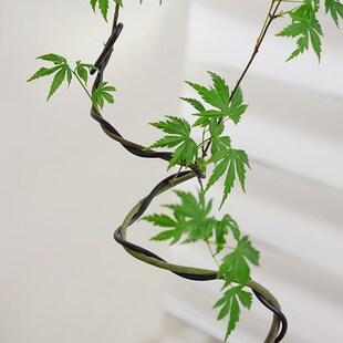 流泉枫盆栽水培h苔藓球客厅室内桌面好养花卉绿植净化空气植物盆