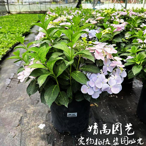 粉色(落)逃跑绣球新品爬藤阳台B种植庭院耐寒花卉盆栽丰花多年生