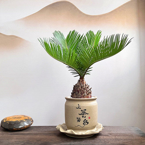 铁树盆栽植物室内花卉盆栽书房桌B面办公室绿植好养活中式苏铁盆