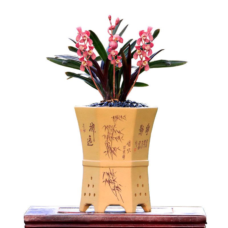 【团购】喜花里【红草红荷】建兰红C花精品  兰花盆栽  室内花期