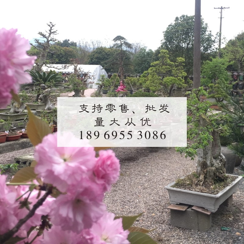 榆树盆景微型盆栽绿植小叶榔榆熟桩老桩小叶Q榆 基地种植发货