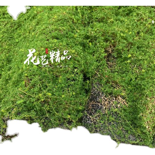 苔藓片仿真苔藓块假山装饰毛石头堆青苔植绒山P丘软装造景草皮草