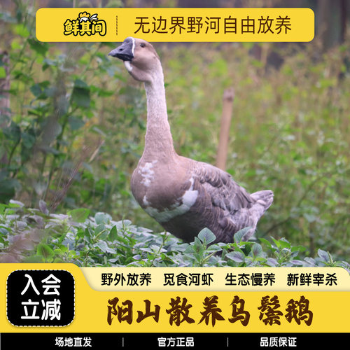 清远散养乌鬃鹅整只新鲜现杀土鹅