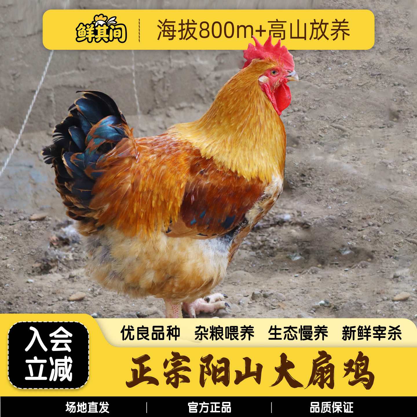 清远阳山大扇鸡整只新鲜现杀土鸡图片