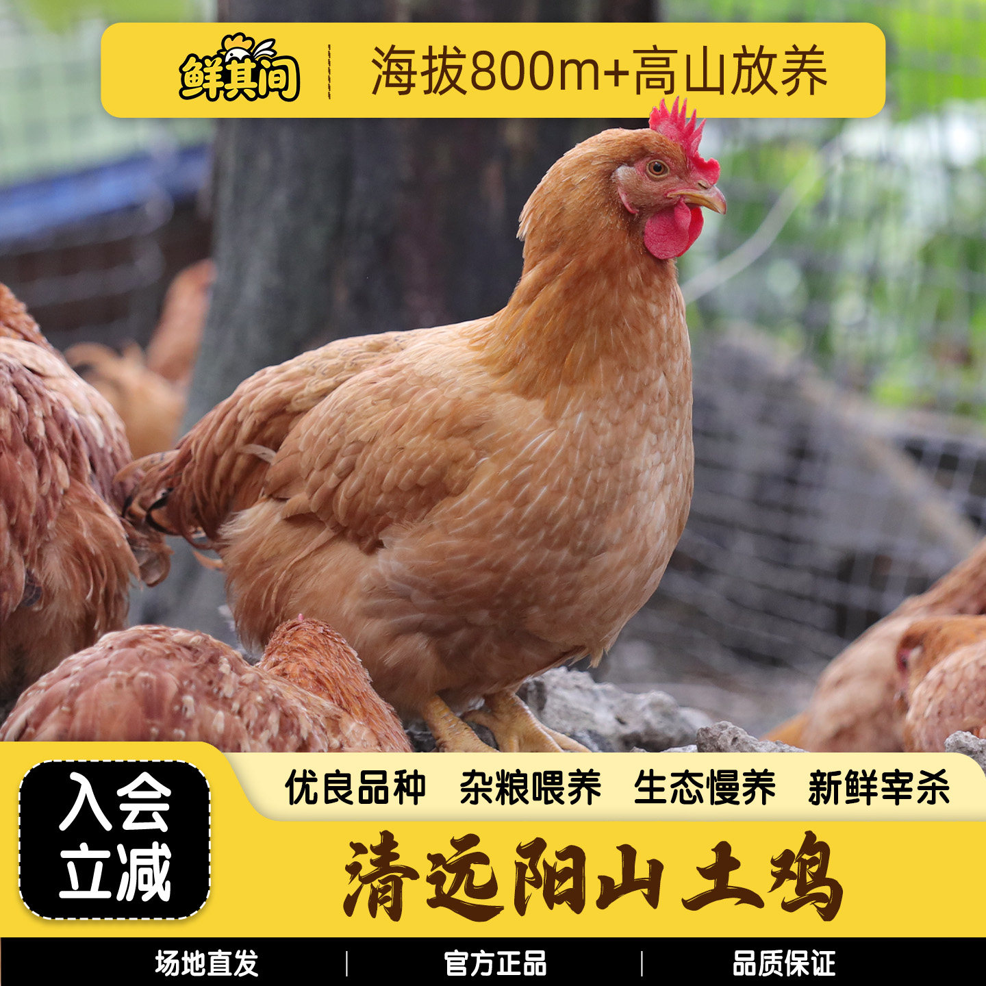 清远阳山走地鸡整只杀好约2.5斤图片