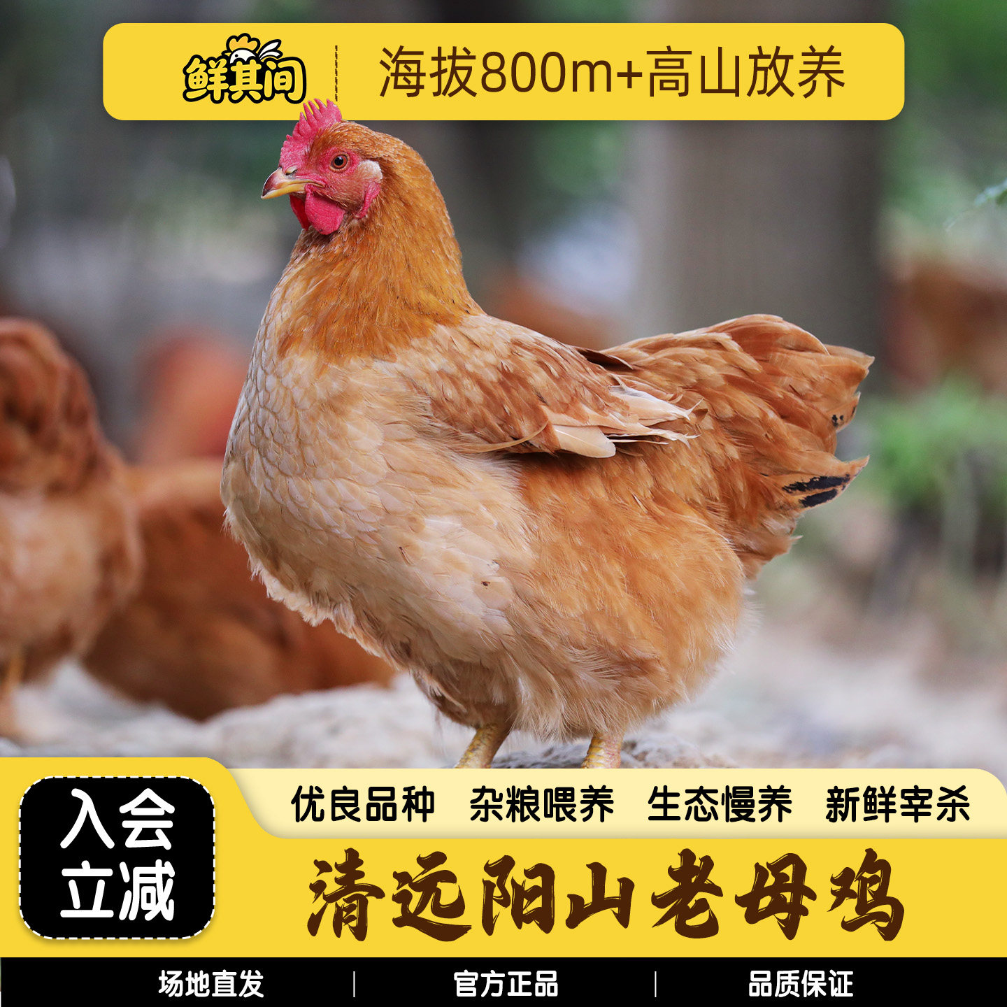 清远阳山农家散养黄油老母鸡整只图片
