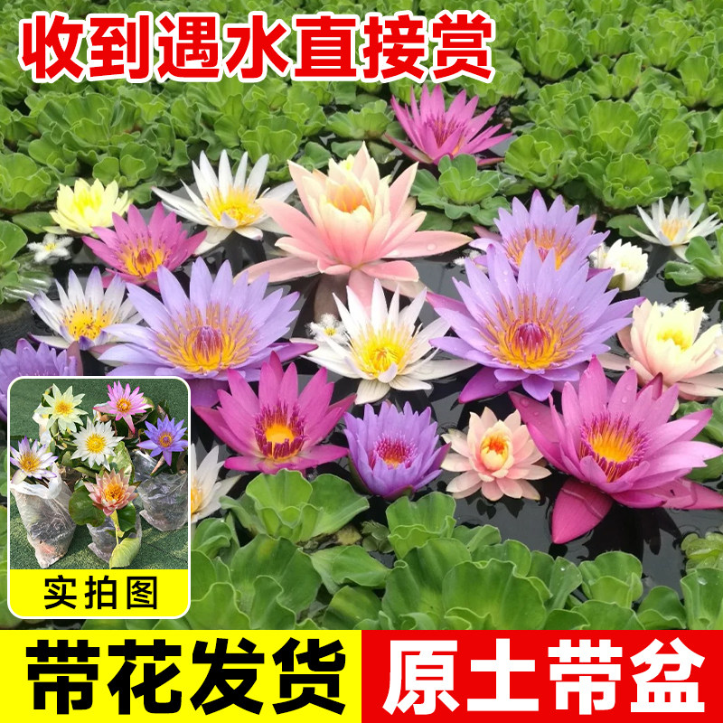 速发睡莲绿培植物带花苞四季寒花黑美人耐开水植室内好养荷花莲花