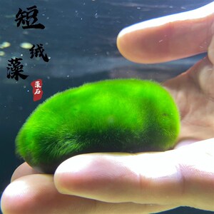 现货速发短绒藻长绒藻藻球藻石引藻源绿藻球苏虾藻缸绿地毯原生缸