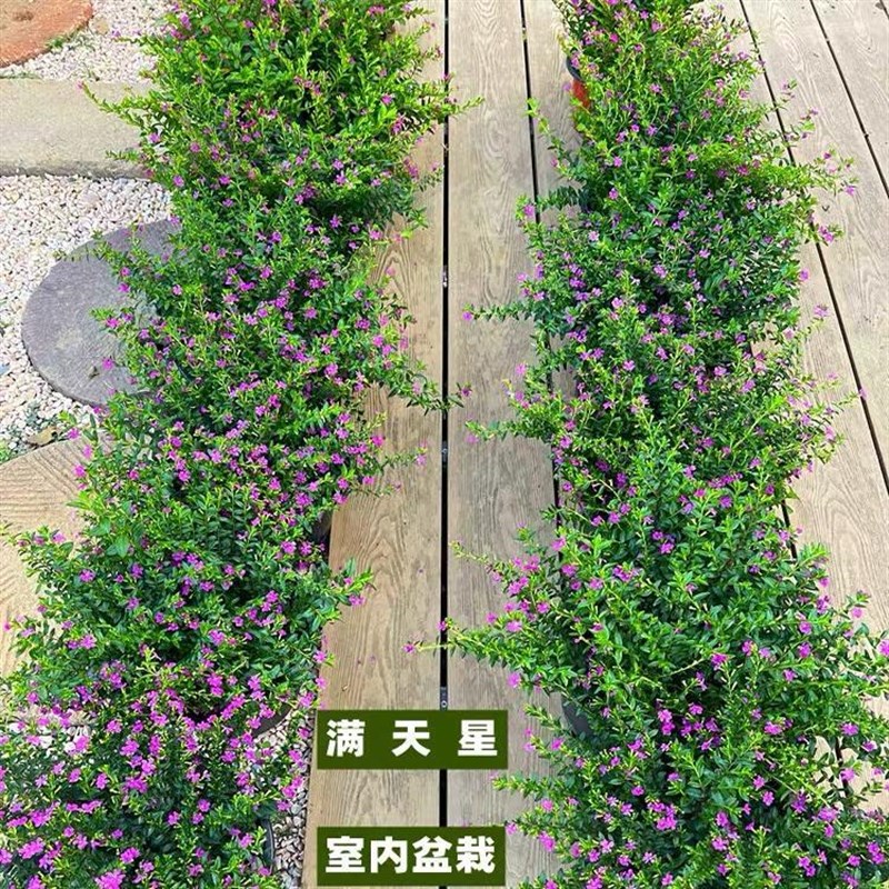 速发满天星断栽室内客厅台带四苞花季开花不盆大颗花卉植物花镜植