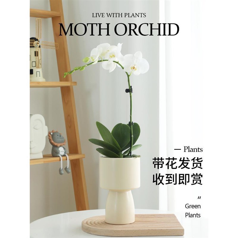 速发蝴蝶兰室栽带花卉带花苞植物室内四季开花客厅办公盆兰花苗大