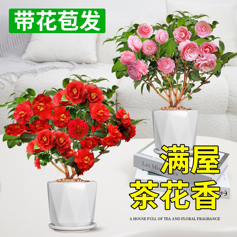 现货速发四季盆栽带花苞室内适合冬天种不怕冻的花卉植物红山