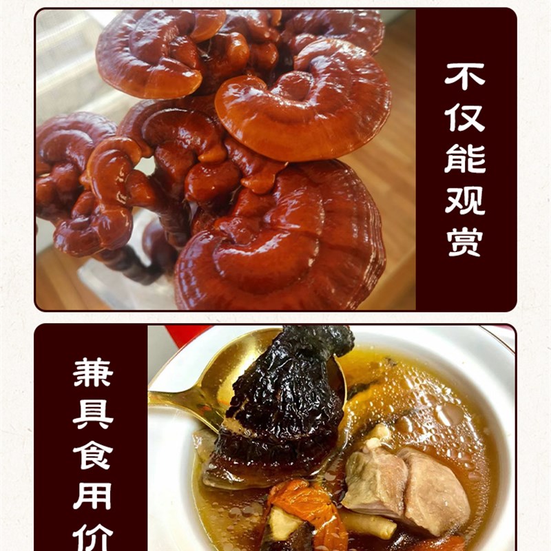 灵芝菌包蘑菇种植包菌种可食用新鲜平菇室内阳台家庭自种灵芝盆栽