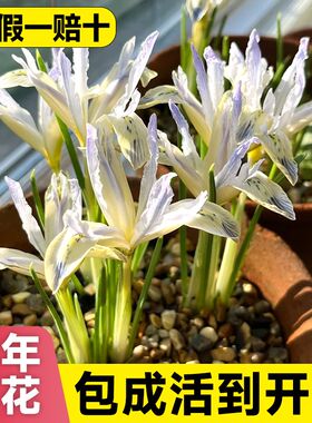 网脉鸢尾种球郁金香耐寒耐冻花卉盆栽风信子秋冬室内植物庭院绿植