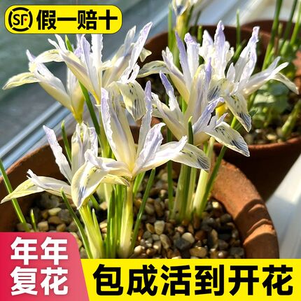 网脉鸢尾种球郁金香耐寒耐冻花卉盆栽风信子秋冬室内植物庭院绿植
