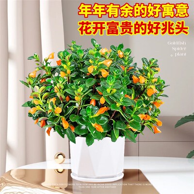 金鱼吊兰盆栽带花苞金鱼花卉绿植带花盆室内客厅专用四季开花常青