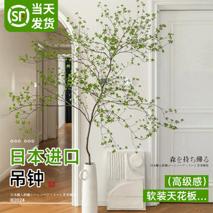 吊钟绿植日本进口无土纯水培植物室内好养客厅马醉木鲜切树枝盆栽