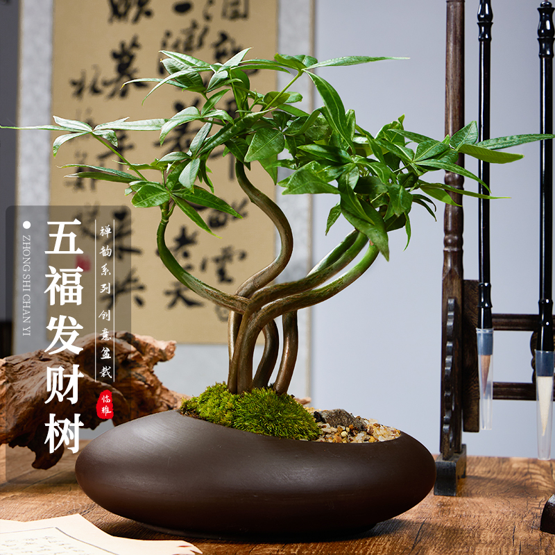 五福发财树新中式禅意盆栽室内桌面造型盆景招财植物耐阴好养绿植