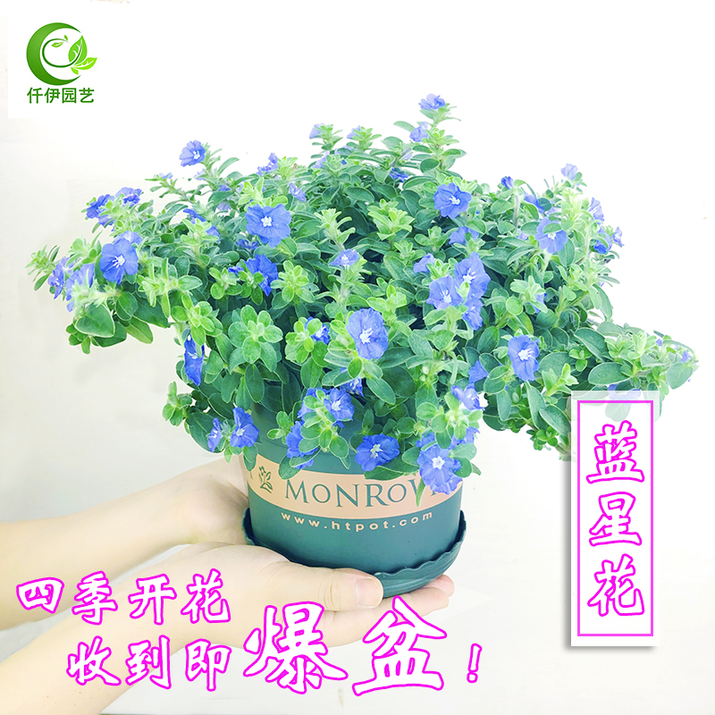 蓝星花吊兰盆栽带花苞阳台窗台四季开花好养垂吊植物花苗庭院耐晒