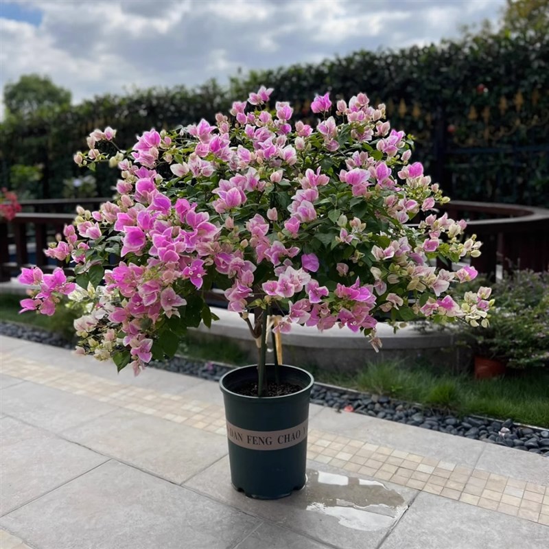 漳红樱勤花三角梅百变花蝴蝶四季开花庭院爬栽植物耐热耐高温盆栽