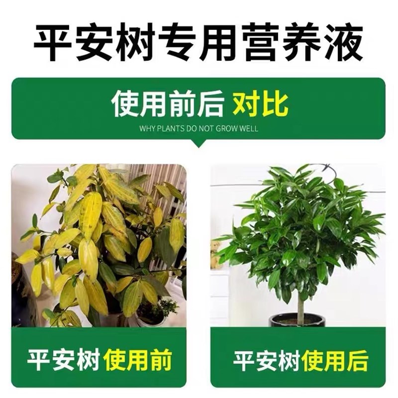 平安树专用肥料营养液室内幸福树掉叶子复合肥盆栽树木通用型花肥