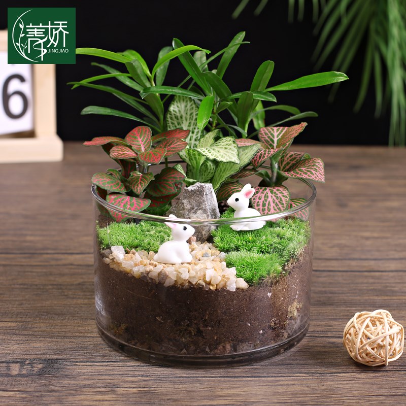12c大号直筒瓶创意鲜活苔藓微景观diHy材料包生态瓶子摆件礼品套
